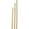 Verdemax Coltivazione E Cura|Canna bamboo piena h180cm