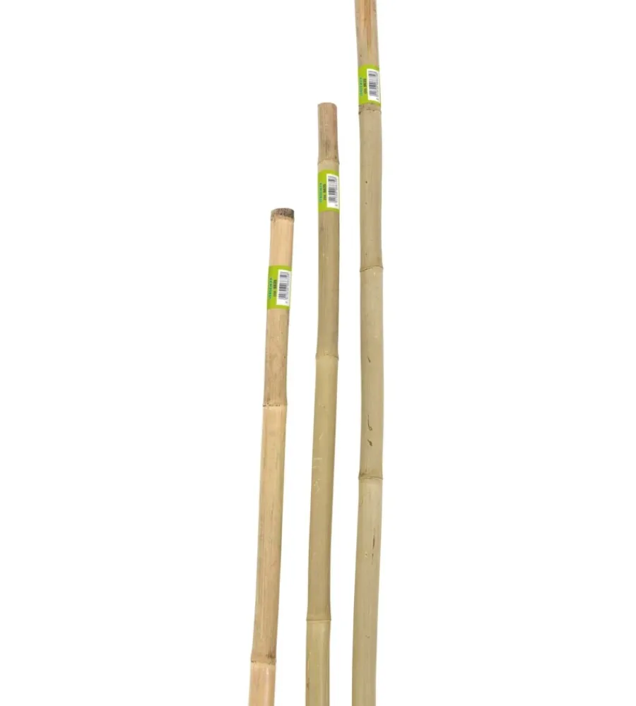 Coltivazione E Cura-Verdemax Canna bamboo piena h150cm 22/24 mm