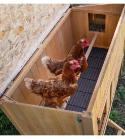 New Casetta pollaio per galline in legno