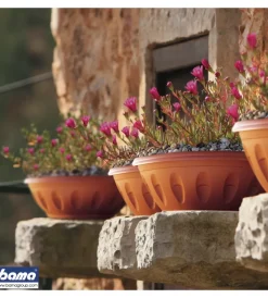Discount Ciotola alba d. 20 terracotta Coltivazione E Cura