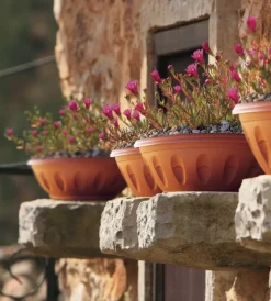 Discount Ciotola alba d. 20 terracotta Coltivazione E Cura