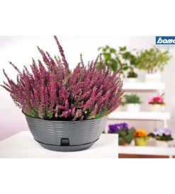Clearance Ciotola paglia d. 30 c/sottovaso antracite Coltivazione E Cura