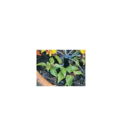 Irrigazione-G.F. Kit goccia 