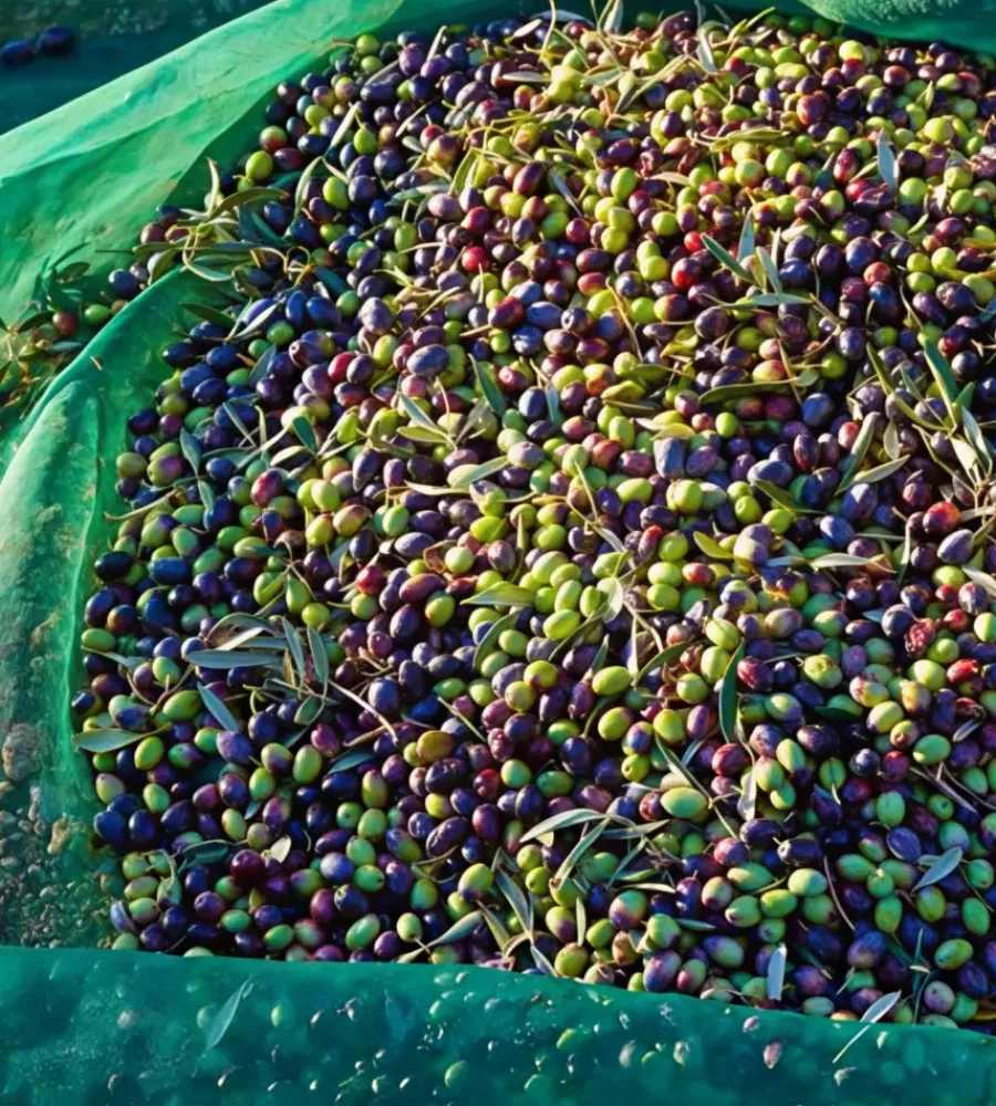 Coltivazione E Cura|Rete olive con lati rinforzati e spacco verde 3x167 metri