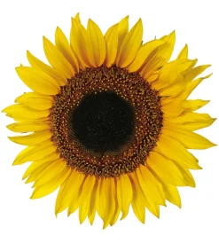 Decorazione Pareti|Stickers m girasoli - decoro crearreda.