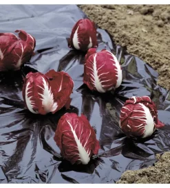 Discount Telo pacciamatura 1.5x5m Attrezzatura Giardinaggio