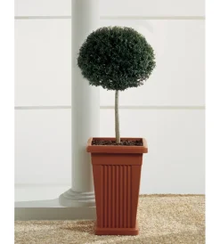Bama Coltivazione E Cura|Vaso piramide terracotta