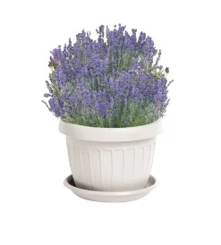Bama Coltivazione E Cura|Vaso terra d. 35 bianco