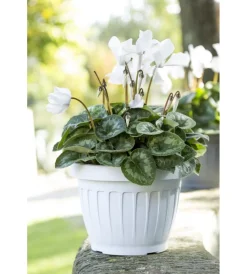 Bama Coltivazione E Cura|Vaso terra d. 35 bianco