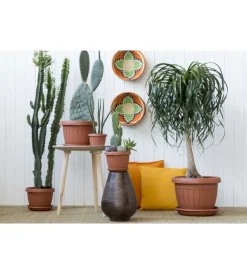 Bama Coltivazione E Cura|Vaso terra d. 20 terracotta