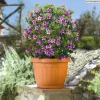 Discount Vaso terra d. 15 terracotta Coltivazione E Cura