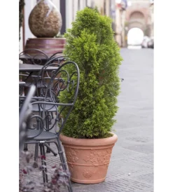 Clearance Vaso vite d. 30 Coltivazione E Cura