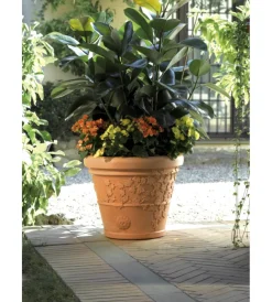 Clearance Vaso vite d. 30 Coltivazione E Cura